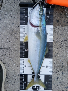ハマチの釣果