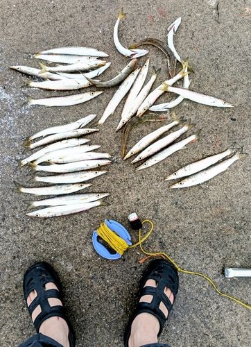 カマスの釣果