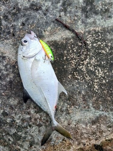 メッキの釣果