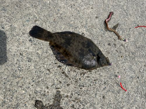 クロガシラガレイの釣果