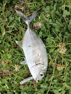 メッキの釣果