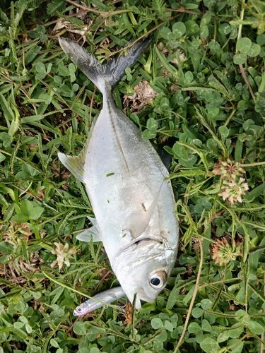 メッキの釣果