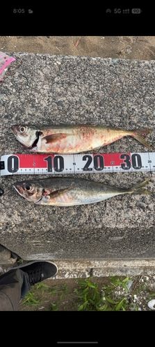 アジの釣果