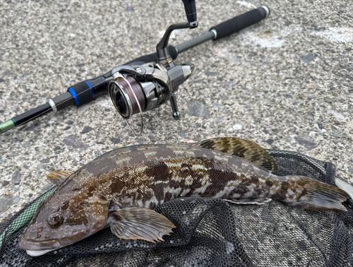 アイナメの釣果