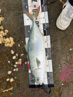ハマチの釣果