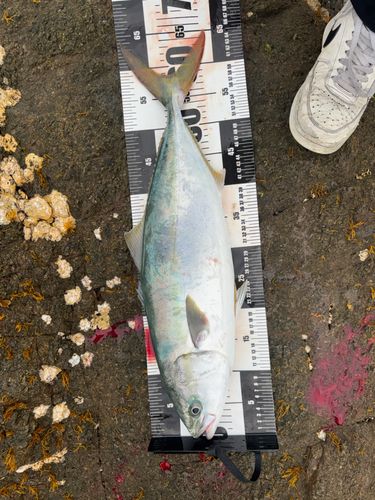 ハマチの釣果