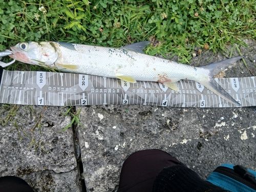 カライワシの釣果