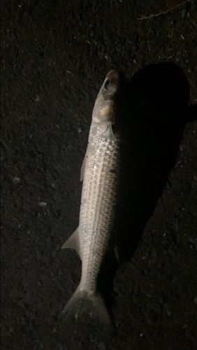 ボラの釣果