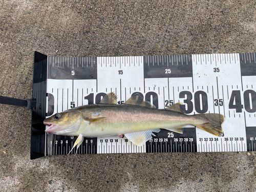 コマイの釣果