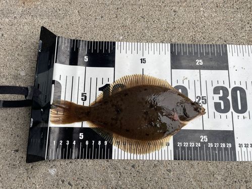 マガレイの釣果