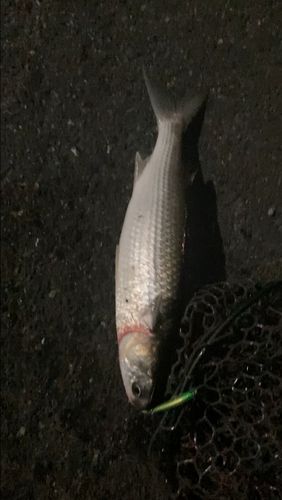 ボラの釣果