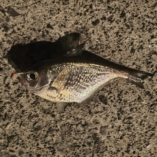 ハタンポの釣果