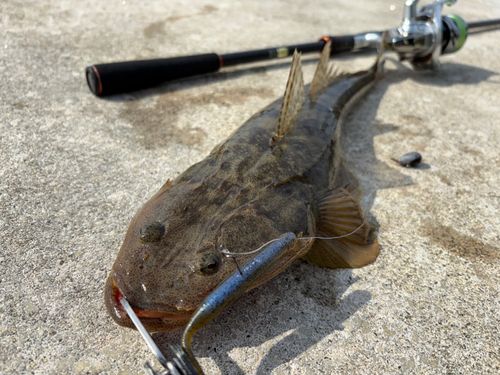 マゴチの釣果