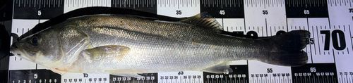 スズキの釣果