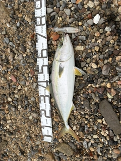 ハマチの釣果