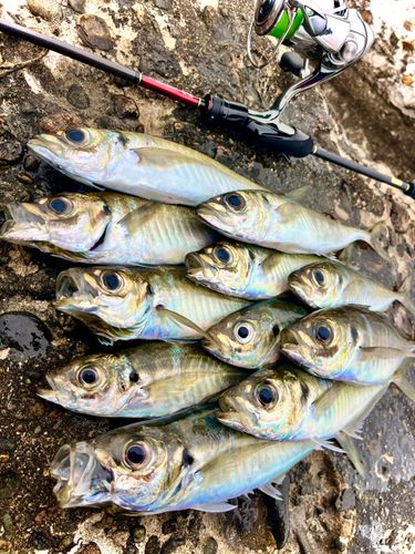 アジの釣果