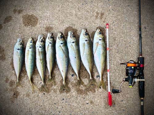 アジの釣果