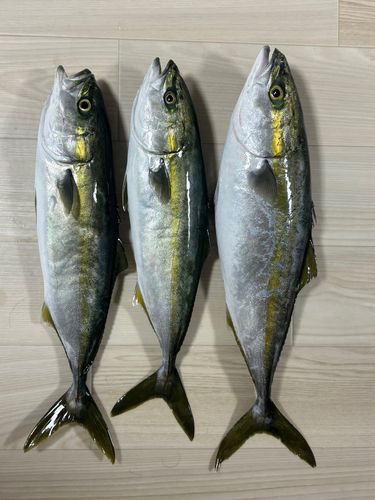 イナダの釣果