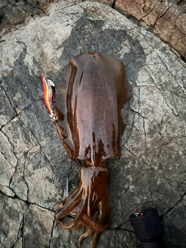 アオリイカの釣果