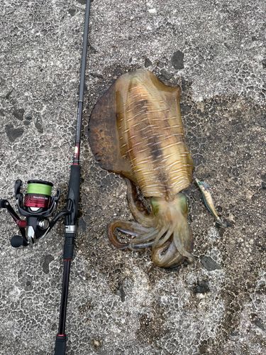 アオリイカの釣果