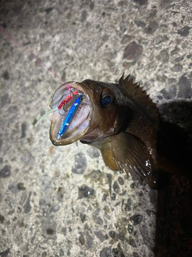 エゾメバルの釣果