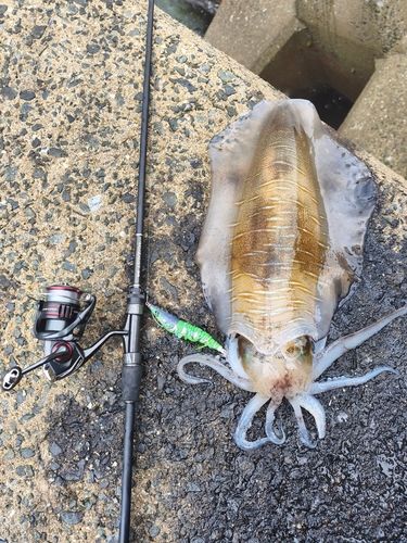 アオリイカの釣果