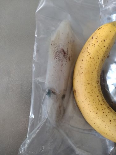 マメイカの釣果