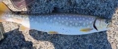 アメマスの釣果