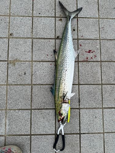サワラの釣果