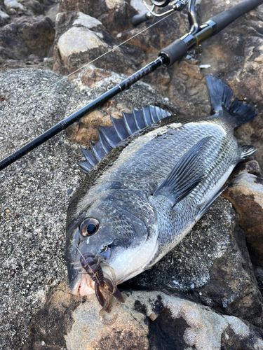 チヌの釣果