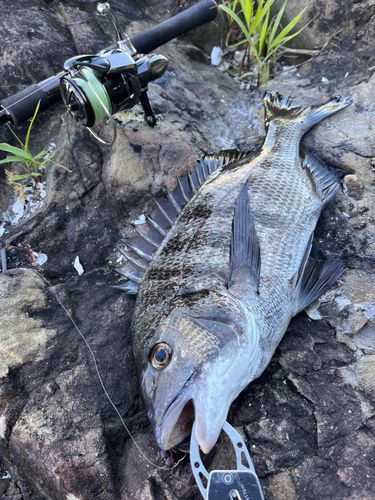 チヌの釣果
