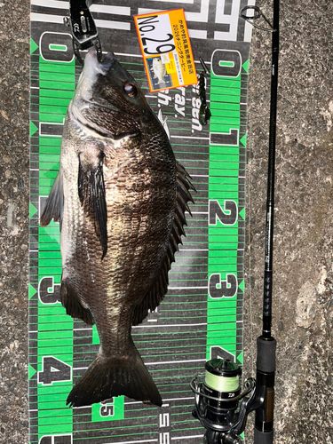 チヌの釣果