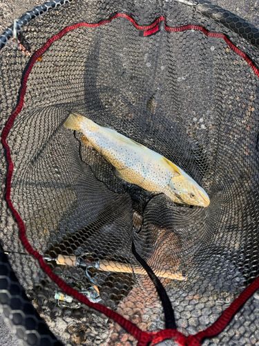 ブラウントラウトの釣果