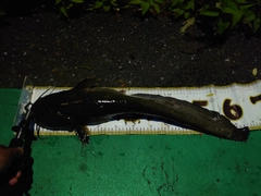 ナマズの釣果