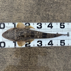 マゴチの釣果