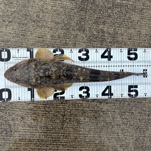 マゴチの釣果