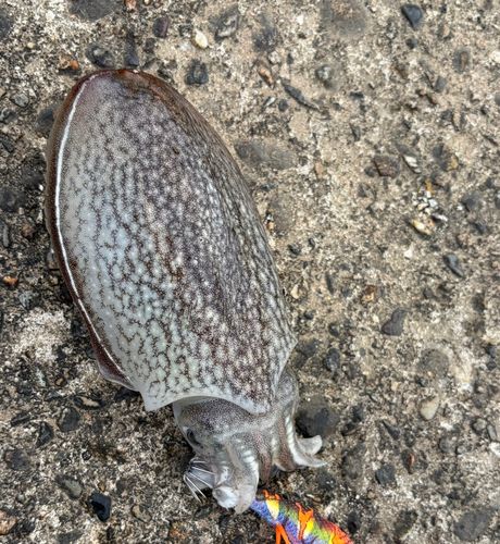 コウイカの釣果