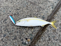 ワカシの釣果