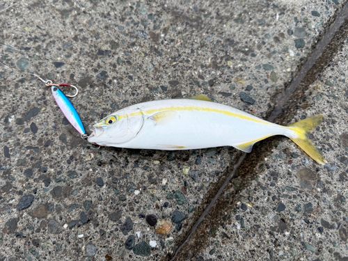 ワカシの釣果