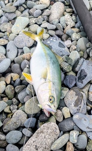 ワカシの釣果