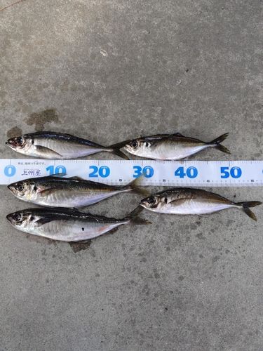 アジの釣果