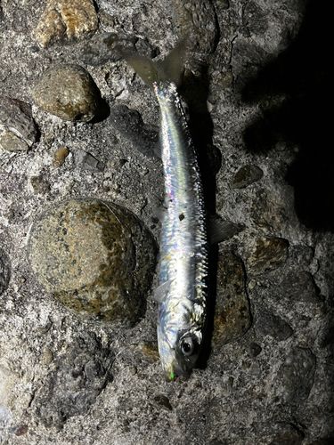 イワシの釣果