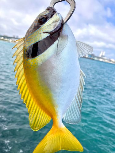 ヒメアイゴの釣果