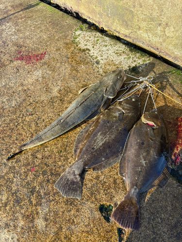 マゴチの釣果