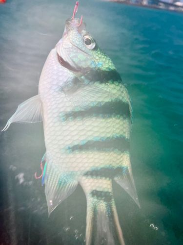 ロクセンスズメダイの釣果