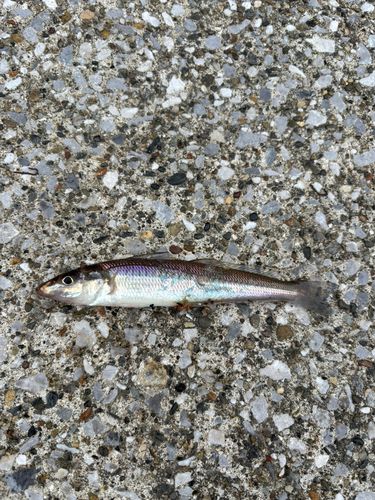 シロギスの釣果