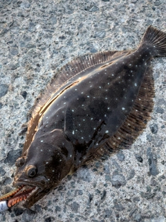 ソゲの釣果