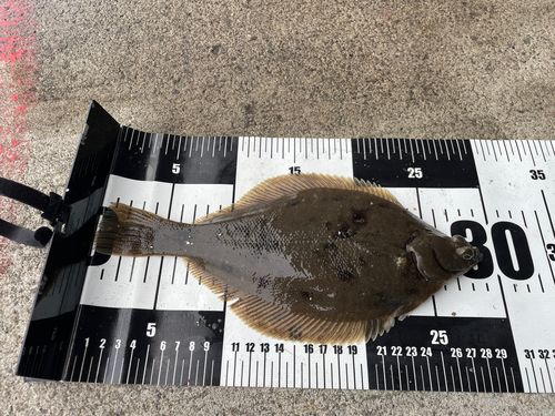 マガレイの釣果