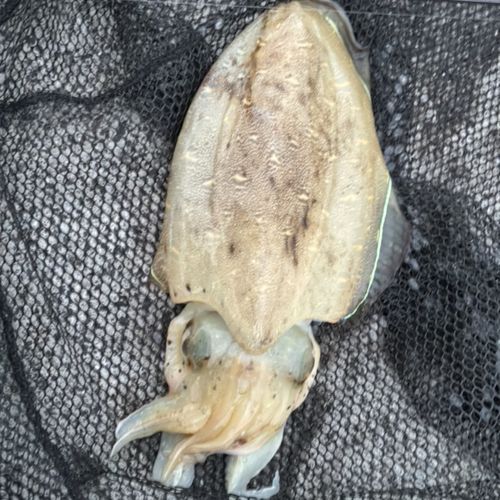 コウイカの釣果