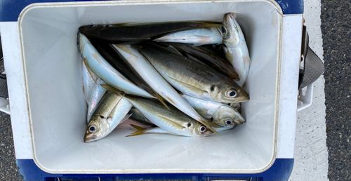 アジの釣果
